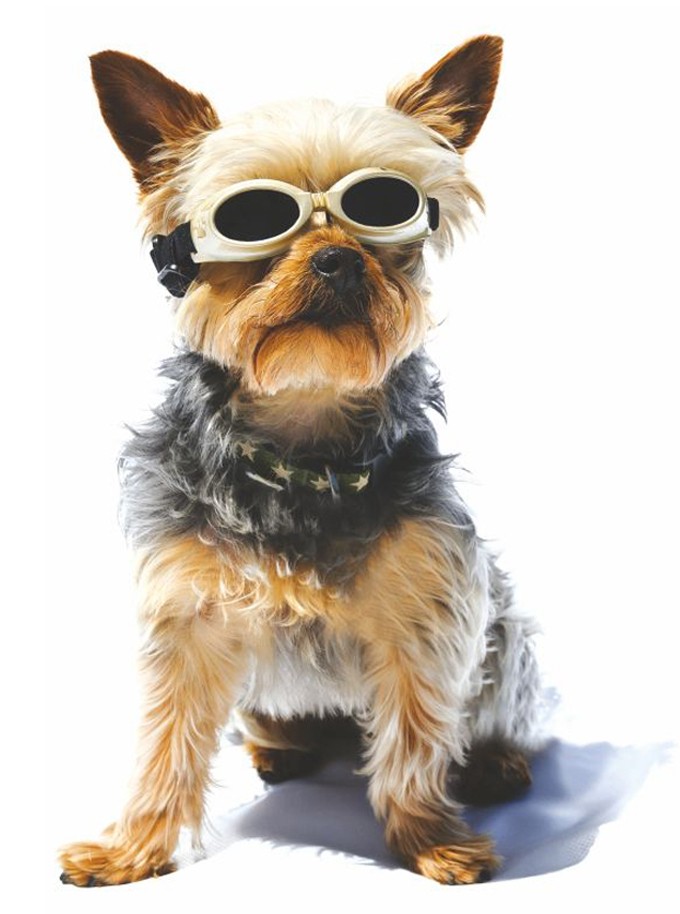 Okulary ochronne do laseroterapii weterynaryjnej - pies podczas badania