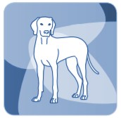 Laser weterynaryjny - M-VET umożliwia leczenie psów
