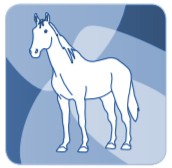 Laser weterynaryjny - M-VET umożliwia leczenie koni