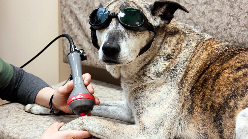 Czy laseroterapia może być skuteczną metodą leczenia zwierząt?